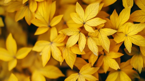 Golden leaf cluster in soft, sunlit autumn calm.