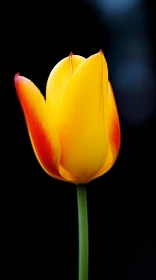 Single Yellow Tulip against Black Background - Matte Photo
