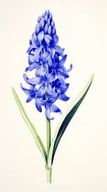 Blue Hyacinth: A Detailed Floral Illustration