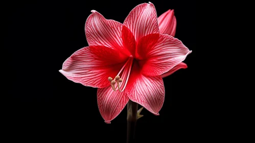 Rosy Red Flower in Light Black and Pink | Striped Composition