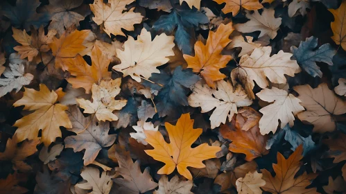 Fallen Leaves - Autumnal Beauty