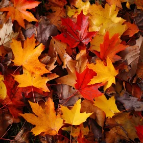 Pile of Colorful Autumn Leaves