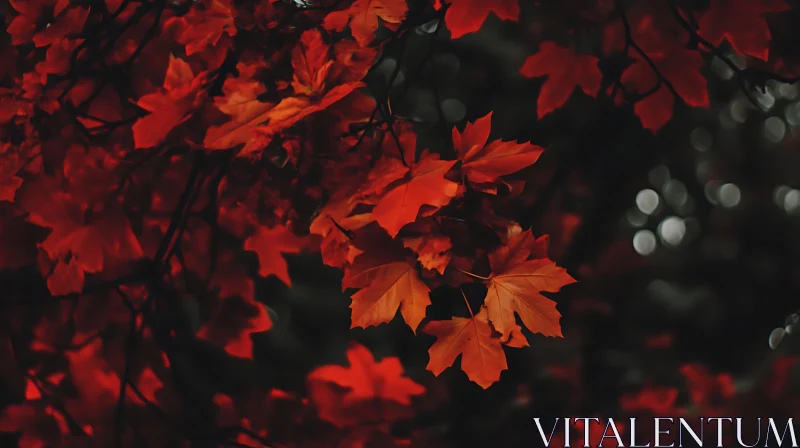 Red Maple Leaves