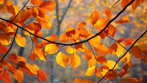 Fall Foliage Close-Up - Warm Colors