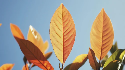 Sunlit Leaf Close-Up
