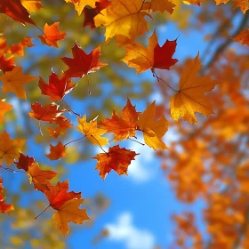 Fall Foliage and Azure Sky