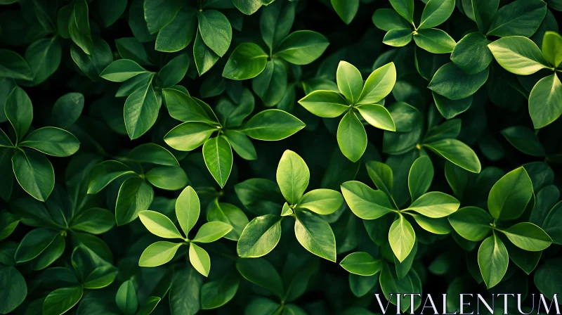 Green Leaves Close Up Photo