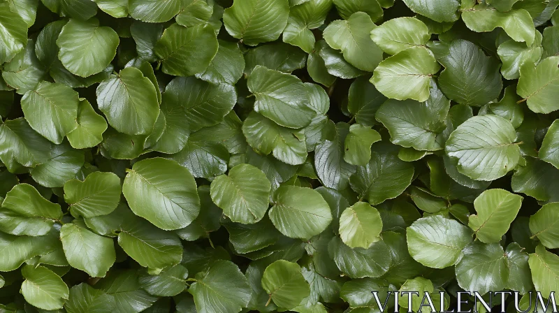 Dense Green Foliage Close-Up