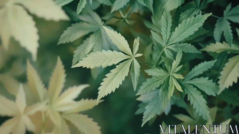 Verdant Leaves Close-Up
