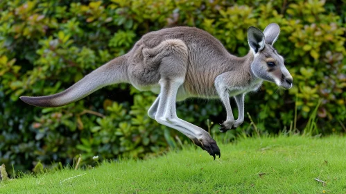 Graceful Kangaroo Jumping in Mid-air | Natural Beauty