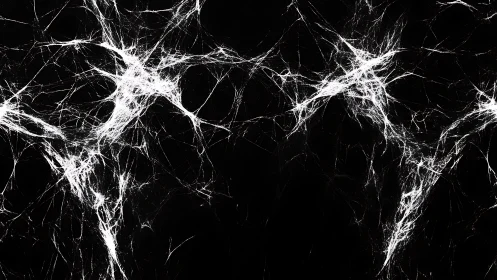 Delicate white web strands drifting across deep black.