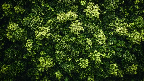Overhead view of dense emerald foliage canopy texture.