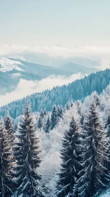 Snow laden conifer forest and misted alpine ridge panorama.