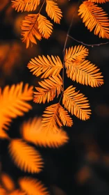 Selective focus isolates vivid orange compound autumn leaves