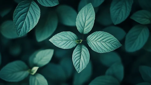 Radial leaf whorl rendered in cool-toned macro focus study