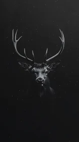 Stag head with antlers on dark monochrome background.