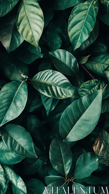 Emerald leaf chorus whispering in cool forest shadowed light.