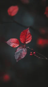Macro study of crimson autumn leaves on dark desaturated bokeh field