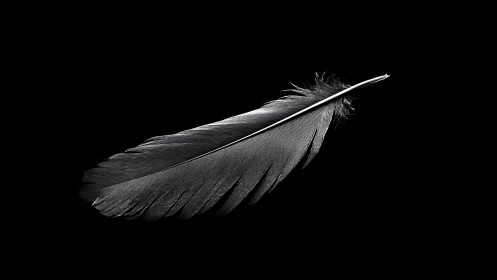 Soft single feather rests in peaceful black background