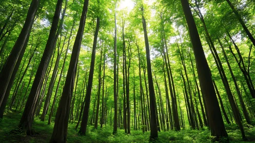 Sunlit green forest with tall trees in vibrant natural style.