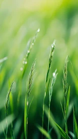 Sunlit grass whispers upward through a soft emerald blur