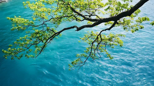 Sunlit Tree Branch Over Vibrant Blue Water in Nature Photography.