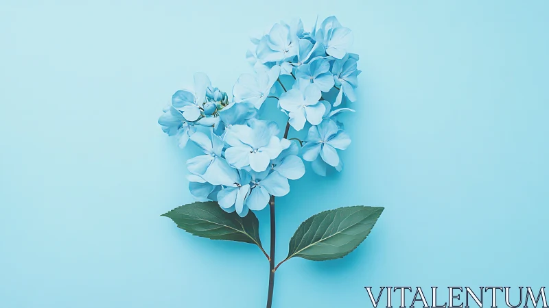 Blue Hydrangea Flowers Against Soft Turquoise Background