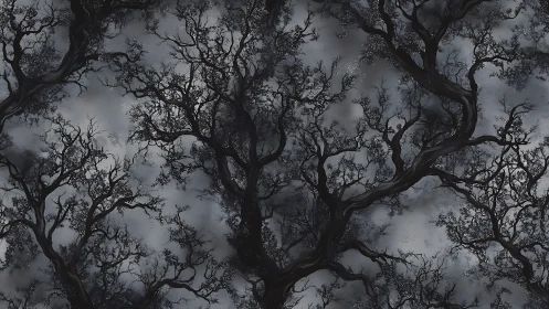 Dense leafless tree branches against overcast gray sky pattern.