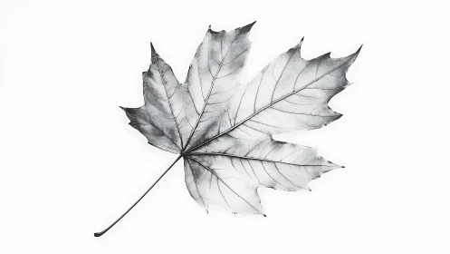 Monochrome maple leaf with detailed venation on white.