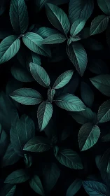 Moody close-up of dark green foliage leaves pattern.