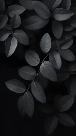 Monochrome foliage study in soft directional light.