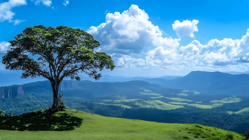 Solitary hillside tree overlooking layered mountain valley panorama.