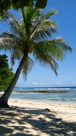 Coconut Palm Specimen Overlooking Turquoise Lagoon Waters