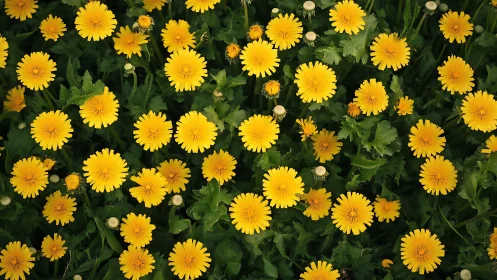 Dense Gerbera Daisy Floral Composition with Radial Petal Geometry