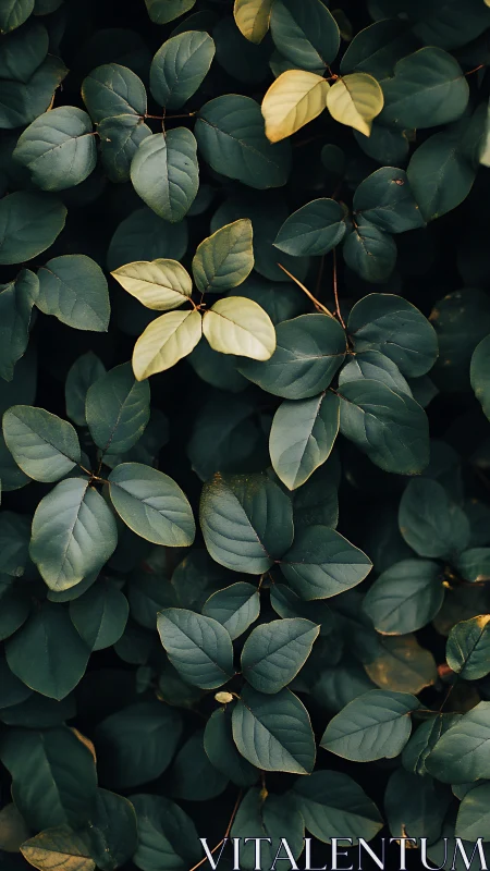 Golden new leaves emerging within dark green foliage.