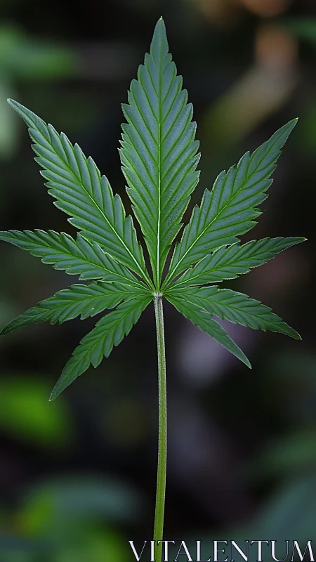 Solitary cannabis leaf against deep blurred greenery.