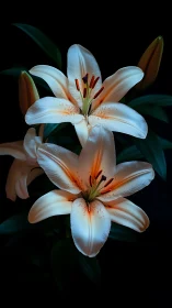 Oriental Lilies with Reflexive Luminescence and Chromatic Gradation.