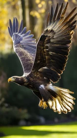 Golden eagle captured mid-flight with dramatic backlighting