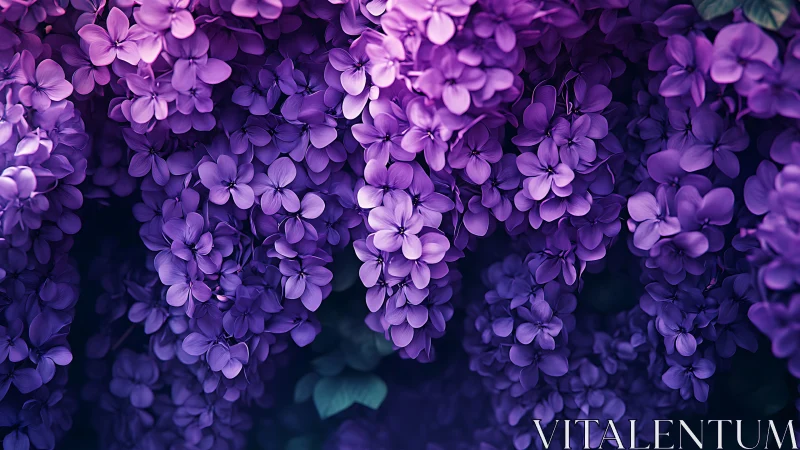 Dense Purple Lilac Blossoms Hanging in Clusters.