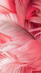 Soft coral feathers drifting through rosy daydreams.