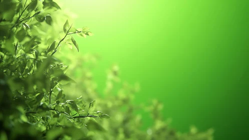 Sunlit green leaves drift softly into a glowing blur