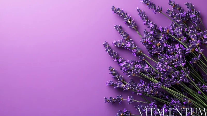Lavender Stems on Magenta Background Minimalist Flatlay.