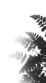 High contrast fern leaf silhouettes on bright white background.