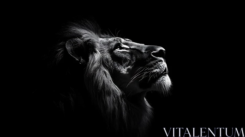 Majestic lion gazes upward in striking black and white light