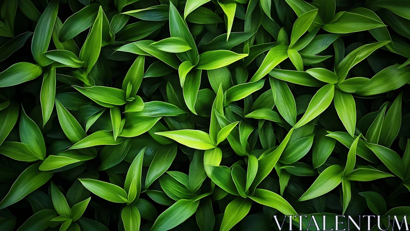 Dense foliage study isolates layered green leaf structures