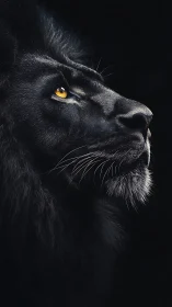 Midnight lion’s golden gaze in quiet, watchful wonder.