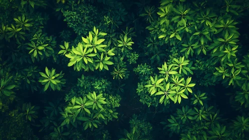 Dense green foliage canopy viewed from above in daylight.