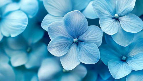 Blue Four-Petaled Flowers in Shallow Focus.