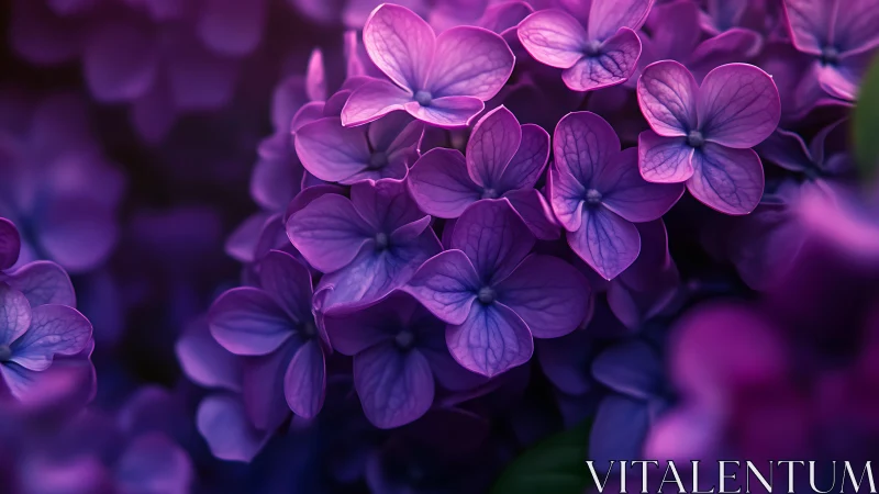 Purple Hydrangea Flowers in Close Detail.