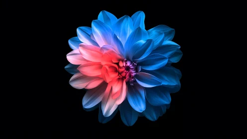 Gradient Dahlia Rendered Through Chromatic Bloom Composition.